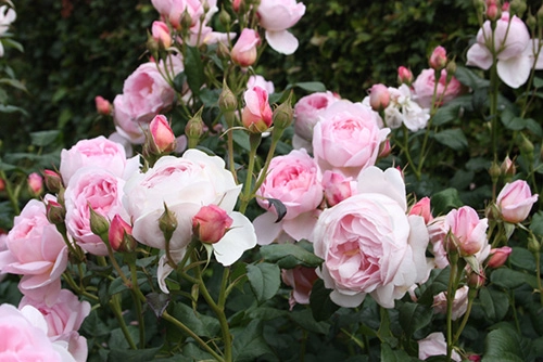 Da trắng hồng nhờ các loài hoa - 1