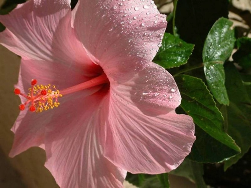 Da trắng hồng nhờ các loài hoa - 5