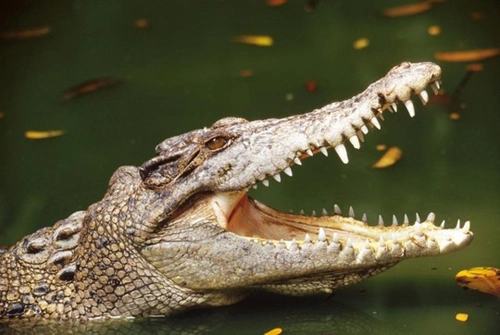 Dân cảnh giác cao độ vì lo sợ cá sấu sổng chuồng tấn công - 1