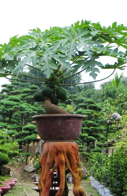 Đu đủ bonsai đếm quả ra tiền hút khách dịp tết - 2