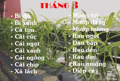 Lịch rau trồng theo 12 tháng cho chị em - 3