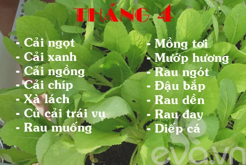 Lịch rau trồng theo 12 tháng cho chị em - 4