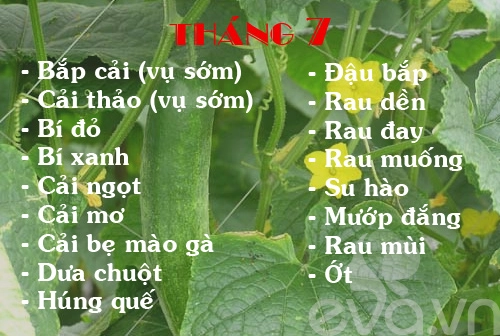 Lịch rau trồng theo 12 tháng cho chị em - 7