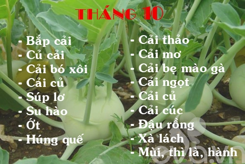 Lịch rau trồng theo 12 tháng cho chị em - 10