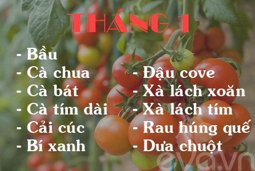 Lịch rau trồng theo 12 tháng cho chị em - 1