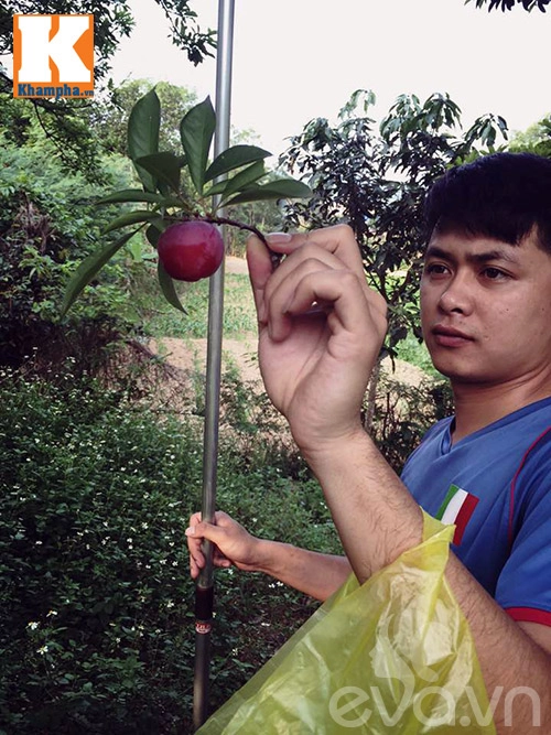 Mận đầu mùa vị chua chan chát vẫn hút người mua - 3