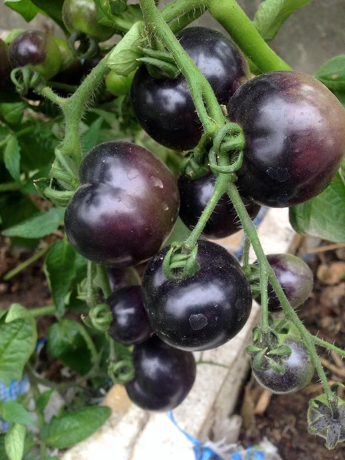 Mẹ 3 con trồng cà chua đen trĩu vườn sân thượng - 2