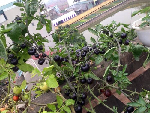 Mẹ 3 con trồng cà chua đen trĩu vườn sân thượng - 3