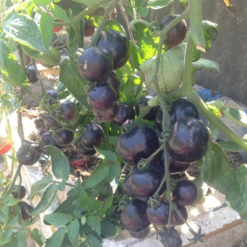 Mẹ 3 con trồng cà chua đen trĩu vườn sân thượng - 5