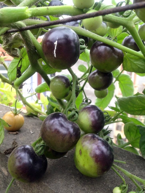 Mẹ 3 con trồng cà chua đen trĩu vườn sân thượng - 7