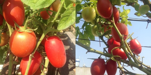 Mẹ 3 con trồng cà chua đen trĩu vườn sân thượng - 8