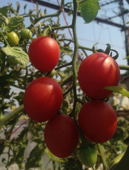 Mẹ 3 con trồng cà chua đen trĩu vườn sân thượng - 9
