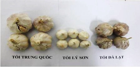 Mẹo phân biệt tỏi việt nam với tỏi trung quốc - 1