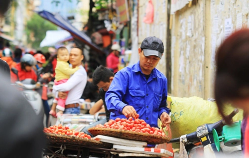 Mùa nhót chín đỏ rực phố hà nội - 7