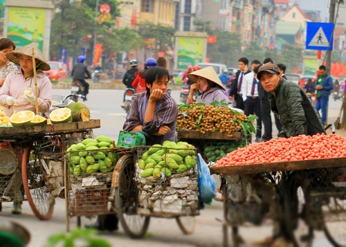 Mùa nhót chín đỏ rực phố hà nội - 8