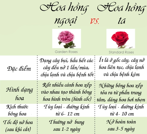 Nên trồng hoa hồng ta hay hoa hồng ngoại tại nhà - 5