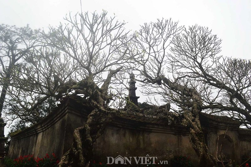Ngắm cây đại cổ 700 trăm năm ở non thiêng yên tử - 5