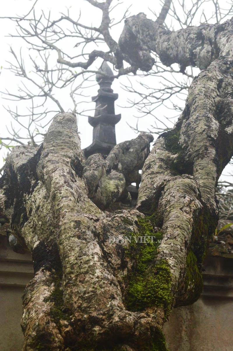 Ngắm cây đại cổ 700 trăm năm ở non thiêng yên tử - 8