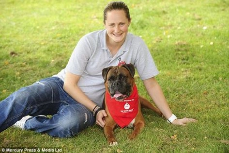 Những chú chó hiến máu cứu hàng trăm đồng loại - 2