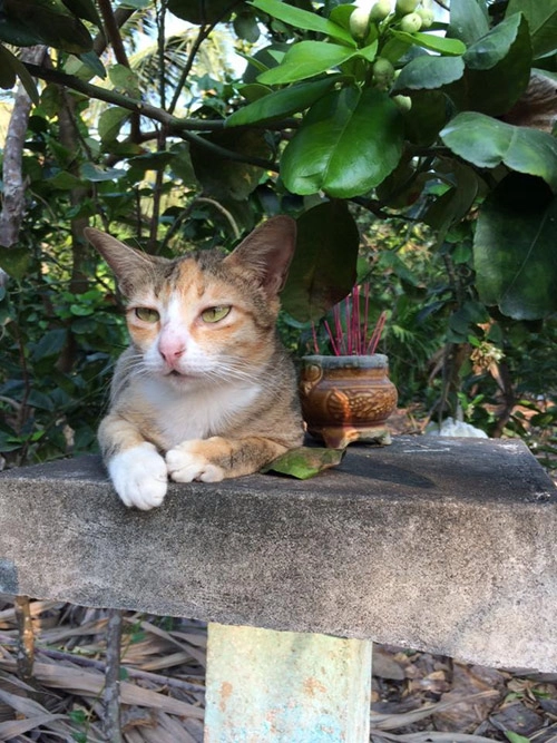 Những chú mèo thích trèo bàn thờ buôn hoa quả - 4