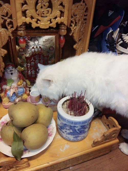 Những chú mèo thích trèo bàn thờ buôn hoa quả - 7