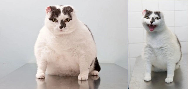 Những siêu sao giảm cân trong thế giới chó mèo - 5