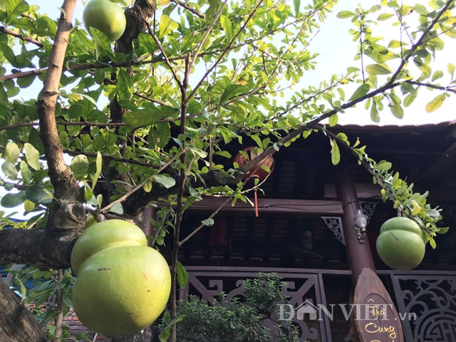 Quảng ngãi độc lạ cây bòng tây có trái hình hồ lô - 4