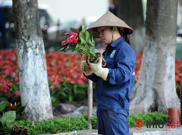 Thủ đô hà nội đang được trang trí bằng hoa lạ - 7