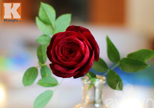 Tỉa hoa hồng nhung từ củ dền đẹp như thật - 8