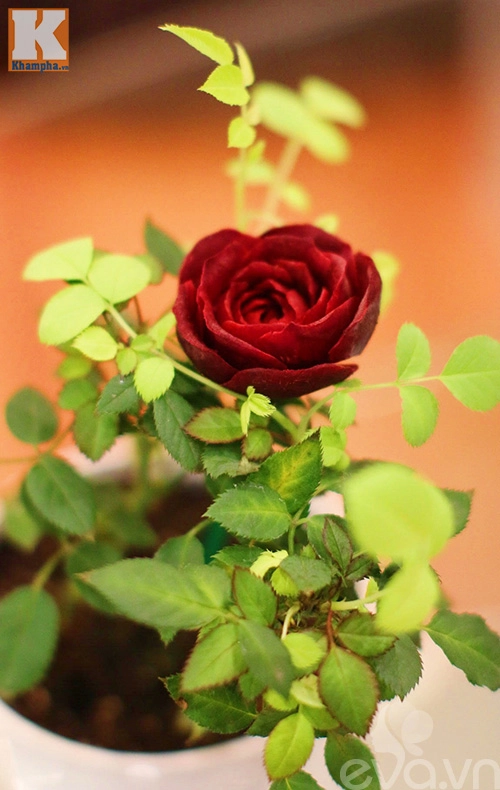 Tỉa hoa hồng nhung từ củ dền đẹp như thật - 11