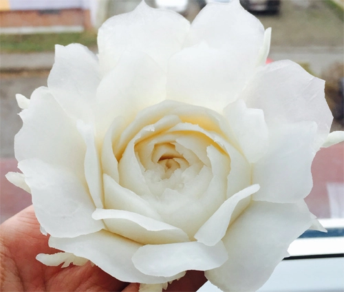 Tỉa hoa hồng từ củ cải trắng siêu đẹp - 16