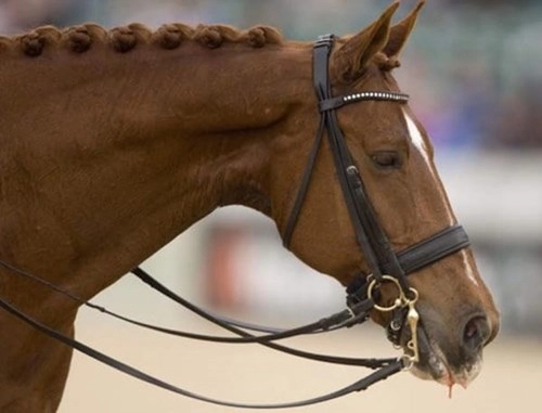 Vận động viên đoạt huy chương vàng đã rút khỏi olympic để cứu chú ngựa - 3