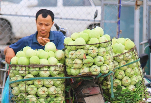 Vào hè mùa dưa lê thơm ngọt - 2