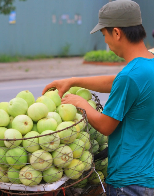 Vào hè mùa dưa lê thơm ngọt - 12