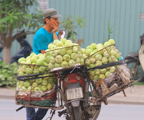 Vào hè mùa dưa lê thơm ngọt - 13