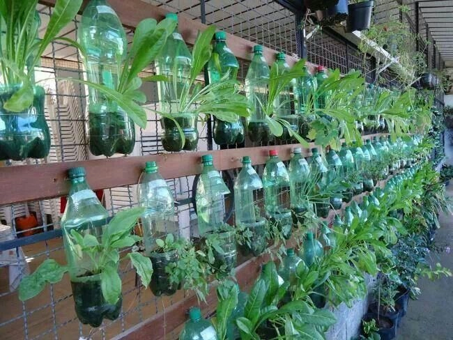 Vườn treo từ trăm chai nước suối cho nhà chật - 6