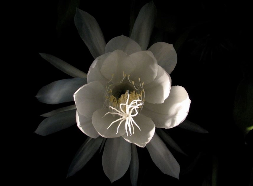 10 loài hoa đẹp nhất về đêm vừa nhìn là mê - 4