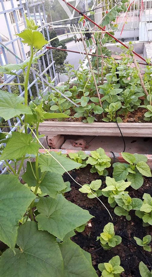 Bà ngoại tuổi 50 dỡ mái tôn xây luống trồng rau sân thượng - 10