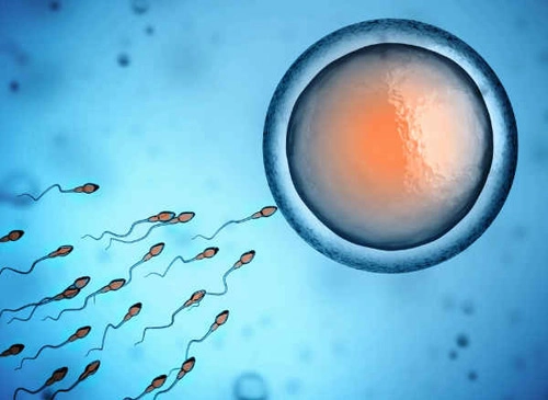 Khám phá những bí ẩn về tế bào tinh trùng của chồng - 1