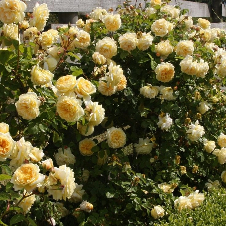 Mê mẩn những loài hoa hồng đẹp nhất trên thế giới - 4