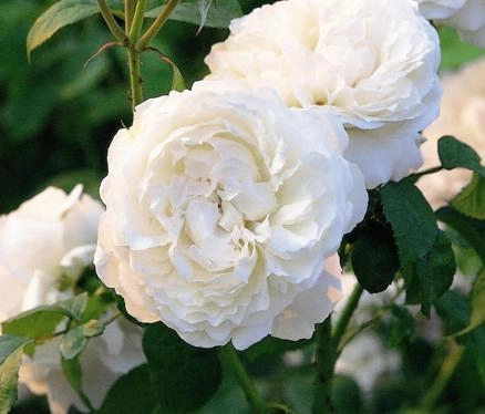 Mê mẩn những loài hoa hồng đẹp nhất trên thế giới - 5