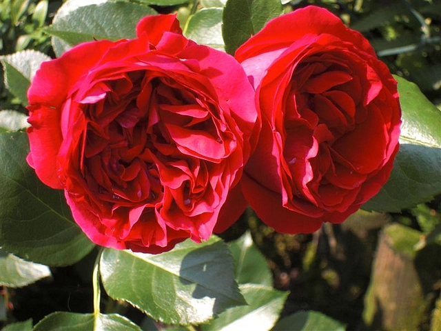 Mê mẩn những loài hoa hồng đẹp nhất trên thế giới - 7