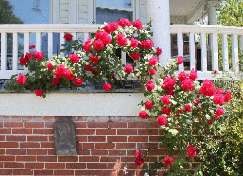 Mê mẩn những loài hoa hồng đẹp nhất trên thế giới - 8