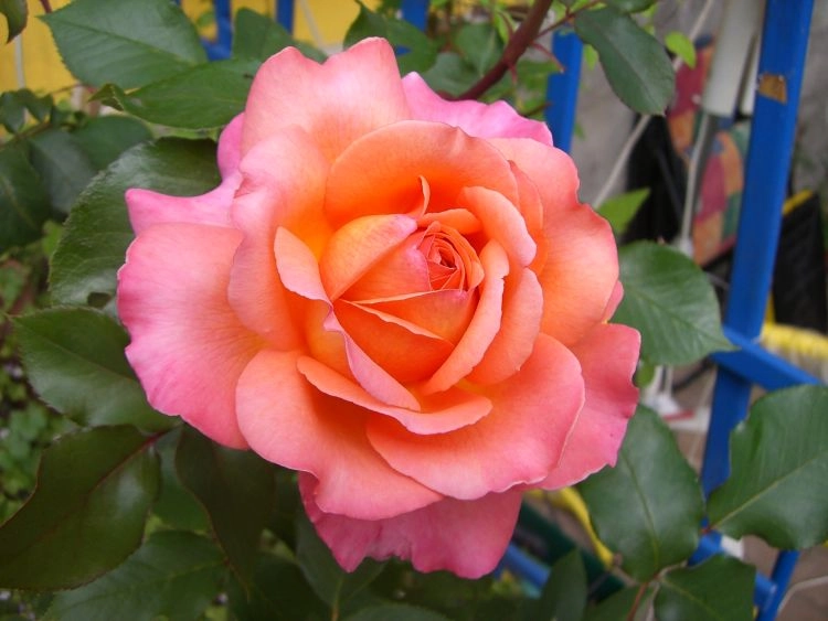 Mê mẩn những loài hoa hồng đẹp nhất trên thế giới - 9