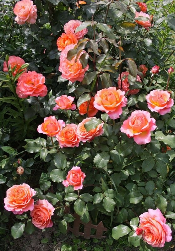 Mê mẩn những loài hoa hồng đẹp nhất trên thế giới - 10