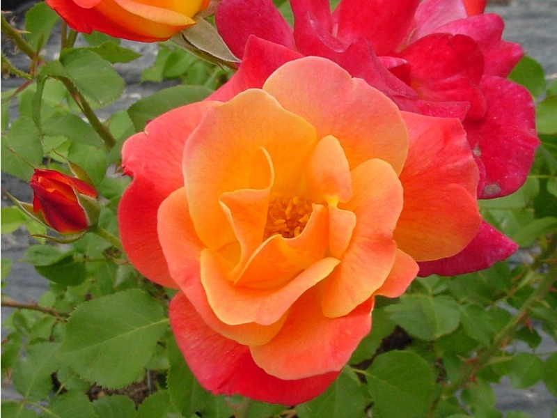 Mê mẩn những loài hoa hồng đẹp nhất trên thế giới - 1