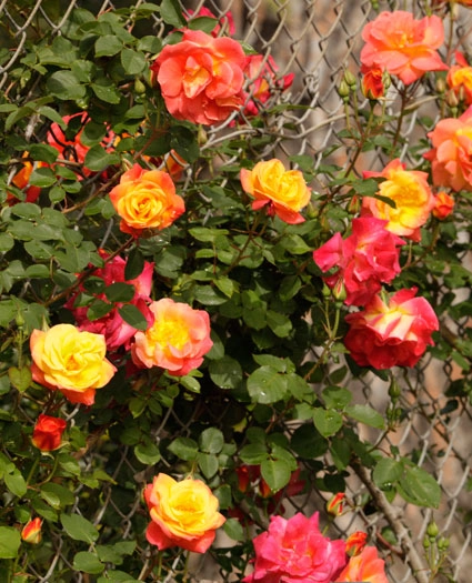 Mê mẩn những loài hoa hồng đẹp nhất trên thế giới - 2