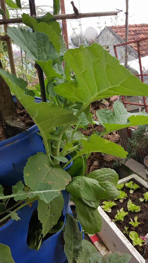 Mẹ trẻ 2 con hào hứng làm tháp trồng rau trên sân thượng - 8