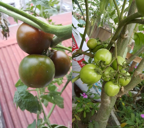 Mẹ trẻ 2 con hào hứng làm tháp trồng rau trên sân thượng - 10