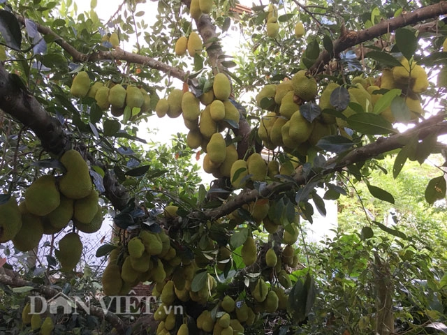 Kinh ngạc cây mít 500 trái mọc trĩu trịt từ gốc đến ngọn - 9